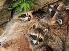 長野新幹線に乗って茶臼山動物園までレッサーパンダ詣（3）いろんな動物たち＆動物園いろいろ