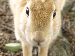 瀬戸内4県周遊の旅【１】～日生のタマちゃんでカキオコを食べ、ウサギの島、大久野島へ～