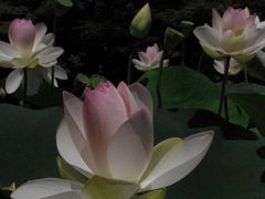 猛暑の中　蓮に魅せられて　京都府立植物園2012