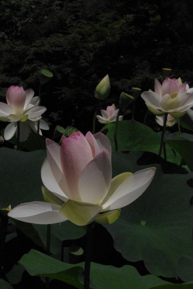 植物園の<br />あじさい園の池の蓮が見頃との情報を得て<br />猛暑の中、美しい蓮に癒されて来ました。
