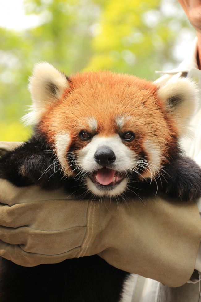 茶臼山動物園のレッサーパンダのもう１つの魅力はコレです、コレ！<br />ロン君のお散歩タイムです。<br />でも、お散歩タイムというより、前半はおさわりタイムでもみくちゃタイム！？<br />そして後半は記念撮影タイム@<br />いやはや、飼育員さんに抱っこされてるロン君の姿の可愛らしいこと！<br />人に飼育されたロン君だからこそ可能なこのイベントで、ロン君、はじめは飼育員さんの顔をぺろぺろぺろ。<br />肩の上に立つ姿勢がしたくて、飼育員さんの肩から背中から頭へと動きっぱなし。<br />でも、後半はおとなしくなって、撮影タイムにしっかりつきあってくれたロン君。<br />並んで撮影する人以外にも、私みたいにカメラを向ける人もたくさんいたものだから、途中でロン君はどのカメラに向いてポーズをとっていいのか戸惑っていたようにさえ見えたけれど@<br />何度も絶妙なカメラ目線と笑顔とプレゼントしてくれました。<br />ああ、新幹線に乗ってまでやって来た甲斐があったってもんです@<br /><br />＜長野新河川に乗って出かけた茶臼山動物園の旅行記シリーズ＞<br />□（1）新幹線日帰り旅行初体験にハイテンション@<br />□（2）動物園の花物語〜あじさいの小径ほか〜<br />□（3）いろんな動物たち＆動物園いろいろ<br />□（4）手の届きそうな頭上をかけずり回るいたずらレッサーパンダっ子たち<br />■（5）カメラ目線上手なロン君のお散歩タイム＆レッサーパンダいろいろ<br /><br />茶臼山動物園公式サイト<br />http://www.chausuyama.com/<br /><br />＜タイムメモ＞<br />05:15頃　家を出る<br />06:50　大宮駅発 長野新幹線あさま501号乗車<br />08:29　篠ノ井駅到着<br />09:15　篠ノ井駅西口発 Zooぐるバス<br />09:30　開園とほぼ同時に茶臼山動物園に入園<br />09:50〜11:35　パンダハウスでレッサーパンダ見学<br />11:40〜12:30　ランチ休憩<br />13:30〜13:55　ロン君のお散歩タイム<br />14:00〜14:15　休憩<br />14:15〜16:00　動物撮影散策<br />16:25頃　動物園を出る（動物園は16:30閉園）<br />16:35発 Zooぐるバスで篠ノ井駅へ<br />17:26発 長野駅始発東京行 あさま542号に乗車<br />