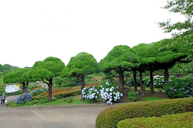 1350にのこのしまアイランドパークについた．中はいろいろな花やレトロな建物がある，一種の植物公園．1000円と高かったが，特別に子供用の遊技物もなく，植物と芝生で運動できるようなのんびりしたパークだった．変に遊園地化していないのが好ましい．確かに1000円くらい徴収しなければ植物の維持など難しいだろう．しかしこの地味な設定でどのくらいの集客力があるかちょっと心配になった．なかなかいい公園だった．1518発で渡船場に