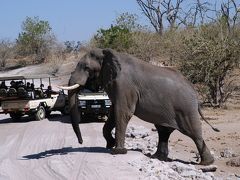 ゆとりの南部アフリカロマン紀行１０日間　②チョべ国立公園（ボツワナ）