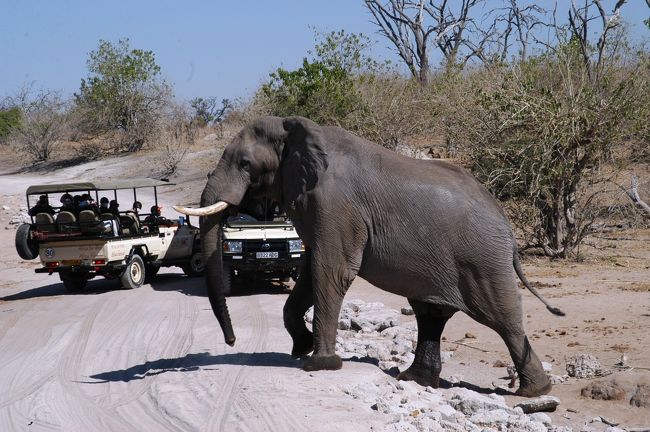 世界三大瀑布の一つ「ビクトリアの滝」を目指して、南部アフリカに出掛ける。<br />クラブツーリズムのツアーに参加しての、１０日間の旅。<br /><br />野生動物との出会いが期待出来るボツワナ共和国・チョベ国立公園内での<br />「サファリドライブ」と「ボートサファリ」の旅行記です。　<br /><br />・チョベ国立公園<br />　ボツワナの北部にあり、チョベ川に隣接する約１万５００ｋ㎡の広大なエリアがチョベ国立公園。実に様々な動物が生息しており、世界でもアフリカゾウが最も多く暮らす公園として知られる。その数は約５万～７万頭ともいわれ、１００頭にもおよぶ大群に遭遇することも珍しくない。また、バッファローの大群もよく見られる【ラテラ・インターナショナル「南アフリカより」】<br /><br />ビッグファイブとは、<br />ライオン、ゾウ、ヒョウ、サイ、バッファローの５つの大型の動物のことで、<br />南アフリカ共和国の紙幣にも登場する。<br /><br />行方不明だったスーツケースが、３日目に、ひょっこり、戻る。<br />コリアンエヤーのタグを付けて。<br />何処を旅していたのやら？　<br />もしかして、<br />香港空港から、韓国へ行っていたりして・・・
