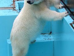 夏のホッキョクグマ紀行　おびひろ動物園　はじめましてイコロ君！！　相変わらずキュートなアイラちゃん！！