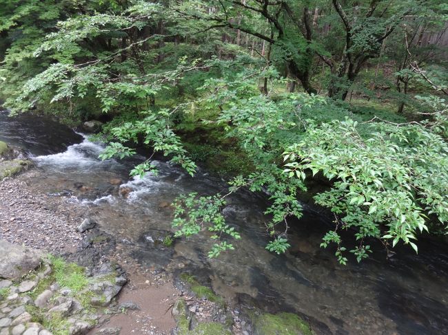 5年ぶりの美山荘は変わらず素晴らしかった。<br /><br /><br />2007年まで毎年楽しみにしていた京都旅行。<br />2008年に一代目フェレットのおむ1stの闘病のため、予約をキャンセル。<br />おむ1stを亡くした後は相棒のつぶ1stの健康最優先のため、部屋数が少なく数ヶ月先の予約しか出来ないこの宿から遠のいていた。<br />2012年1月、ニンゲンなら90歳と言うご長寿をまっとうしてくれたつぶ1stを看取って、5年ぶりの予約を入れた美山荘。<br />季節はやっぱり一番好きな蛍の季節。