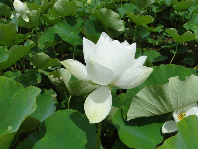 木曽三川公園の１つの船頭平河川公園と毎年恒例の森川はす田の蓮見に行ってきました<br />国立公園の船頭平河川公園の蓮や睡蓮は、雑草の中にたたずんでいました<br />国立公園は駐車場とか無料で、はす田の手入れが今一つ人手不足なんでしょうか、森川はす田の蓮に比べて随分小ぶりでした<br />カメラ片手の方は多かったですが、蓮も終わりかけの花が多く、森川はす田の満開の蓮と比べるとちょっとさみしい気がします<br />種類は15もあってもっと早い時期だときれいかも・・・中日新聞の1面には6月下旬くらいに写真が掲載されてました<br />