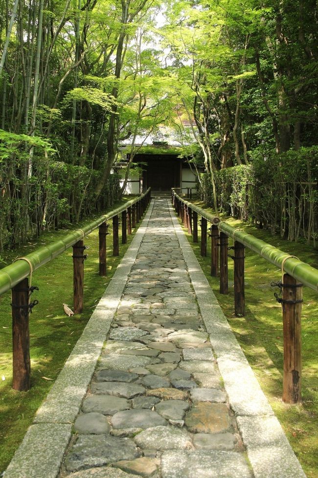 夏越の大祓が行われた6月30日。<br />茅の輪めぐりの移動の際，大徳寺境内を通り抜けました。<br />せっかくなので塔頭の高桐院の有名な参道だけでも撮っていこうと足を踏み入れたら，吸い込まれるようにそのまま中へと入ってしまいました。<br /><br />人気の高い紅葉シーズンに比べると，夏場は訪れる人は少ないです。<br />機嫌よく拝観させていただきました。