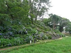 紫陽花が満開の小田原城の散策