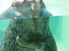 下田海中水族館