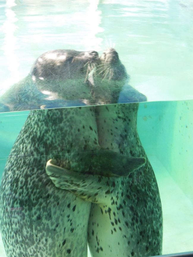 下田海中水族館に行ってきました<br /><br />歳を重ねて　中年になってしまうと　<br />動物園や水族館への興味は　徐々に薄れてゆくもの<br /><br />しかしながら<br />結婚して　子どもが生まれると　<br />生活は　すべて子ども中心となり<br />ここ数年で　かなりたくさんの<br />動物園や　水族館に　行くようになりました　<br /><br />沖縄美ら海水族館<br />サンシャイン水族館<br />しながわ水族館<br />葛西臨海水族園　などに　行きましたが<br />基本的に　水族館は　どこも面白い！<br />比較的　おおハズレの少ない（？）　<br />アミューズメントスポットといえます<br /><br />どの水族館も　それなりに工夫を重ねており<br />楽しめるようになっている<br /><br />ただし　入場料が高め　という特徴があります<br /><br />そんななかでも　この下田水族館のウリは<br />出し惜しみを　一切しないこと<br /><br />とにかく　開園から閉園まで　ショーの連続<br /><br />イルカのショー<br />アシカのショー<br />ペンギンの餌付け<br />水槽の魚餌付けなど<br /><br />ひっきりなしにショーが続く<br /><br />そんな中でも　<br />マリンスタジアムというステージでやるショーは<br />完成度が高く　なかなか楽しめる！<br /><br /><br />海上に建てられた建物の展望台から見るショーは<br />イルカたちは　網で仕切られた実際の海の中で<br />縦横無尽に泳ぎながら　芸を見せるので<br />こちらは　失敗の多い（？）<br /><br />ただ　あの広い空間で　思い通りに芸を見せるのは<br />たいへんだろうなあ〜と　思ってしまった（苦笑）<br /><br />高いジャンプを見せるために<br />助走（？）距離をとったイルカが<br />そのまま　どこかに行ってしまい　戻ってこない<br />なんてことが　何度か会った<br /><br />またインストラクターがイルカの背中に乗って<br />サーフィンを見せるという技は<br />かなり難易度が高いようで　何度も失敗していた<br /><br />それでも　諦めず　最後には成功させた<br />格闘家の秋山成勲似のインストラクターは立派でした<br /><br />またこの水族館では　ペンギンやアザラシといっしょに<br />写真が撮れるというウリがある<br /><br />表紙の写真は　ラブラブのアザラシで<br />この２頭をバックに　写真が撮れるという企画は<br />なかなか良いなあ　と思った<br /><br />ジンベイの入る巨大な水槽を持つ<br />沖縄美ら海水族館に比べれば　設備の老朽化も目立つ<br />規模の小さな水族館ですが<br />スタッフのがんばりで　結構楽しめる！<br /><br />一番肝心な　こどもの満足度もなかなか高かった！<br /><br />スタッフの方は健康に注意してがんばって欲しい！