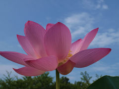 ２０１２　行田　魅力の蓮の花を訪ねるー１