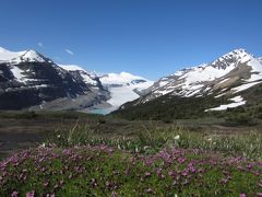 Air CanadaでCalgaryへ／レンタカーで巡るカナディアンロッキー 一人旅(6) Parker Ridge/Bow Glacier Falls