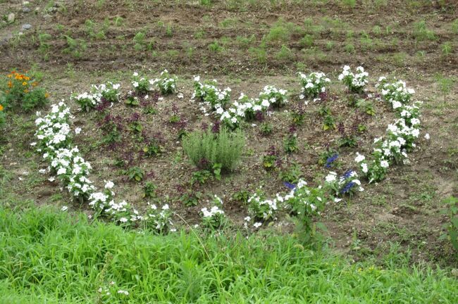 2012夏、雨上がりの天白川(3/3)：マツバボタン、向日葵、ノカンゾウ、芙蓉、紫陽花