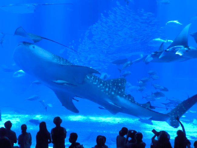 ３日目は那覇市内を離れて海洋博記念公園・沖縄美ら海水族館と名護市のナゴパイナップルパークへ<br /><br />２００２年にリニューアルオープンしたこの水族館は世界最大級の水槽を優雅に泳ぐジンベイザメやイルカショーが目玉だ<br /><br />海洋博記念公園では約３時間４５分の自由時間があったが、施設が広いので少し時間が足りないくらいだった<br /><br />ナゴパイナップルパークでは短時間だったがパイナップルワインの試飲とパイナップルの試食ができた<br /><br /><br />４日目は午前中、国際通りやおもろまちDFSを冷やかして、午後の便にて帰京<br /><br /><br />【行程】<br /><br />３日目<br /><br />終日　那覇バス定期観光バス・美ら海水族館満喫コース<br /><br />那覇BT(8:00)--沖縄美ら海水族館--ナゴパイナップルパーク--那覇空港--那覇BT(17:00頃)<br /><br /><br />４日目<br /><br />午前　国際通り・おもろまちDFSギャラリア沖縄<br /><br />那覇(13:55)--JL912--羽田(16:20)