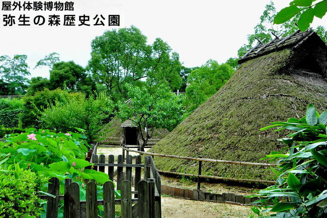 竜王から野洲へ<br />銅鐸博物館の前面に広がる弥生の森歴史公園　　　<br />古代の大賀ハス<br />京都新聞に６月末に蓮の開花記事から<br />一ヶ月近く後に立ち寄りました。<br />竪穴住居の近くの蓮を・・・。<br />また、スイレン池は撮影最高の場所だから<br />暫し、休憩しながら撮影する・<br /><br />＿／＿／＿／＿／＿／＿／＿／＿／＿／＿／＿／＿／＿／<br />2012のハス巡りの記録写真の様子<br />2012　ハス　 三つ又ふれあい公園＆可児市の薬王寺（1）<br />http://4travel.jp/traveler/isazi/album/10686542/<br />2012　ハス　 森川花はす田（2）<br />http://4travel.jp/traveler/isazi/album/10688756/<br />2012　ハス　 船頭平河川公園（３）<br />http://4travel.jp/traveler/isazi/album/10687522/<br />2012　ハス　 アクワワールド水郷パーク（４）<br />http://4travel.jp/traveler/isazi/album/10689263/<br />2012　ハス　 羽島のハス＆各務原の翠池（5）<br />http://4travel.jp/traveler/isazi/album/10689777/<br />2012　ハス　 牟礼公園＆奥びわスポーツの森（6）<br />http://4travel.jp/traveler/isazi/album/10691386/<br />2012　ハス　 弥生の森歴史公園＆スイレンの池（7）<br />2012　ハス　 烏丸半島の蓮が群生と水性植物園（8）