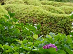 2012年京の初夏　花の寺めぐり　①朝はあじさい・三室戸寺