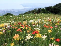 ２５０万輪のゆりの楽園　琵琶湖湖畔の箱館山ゆり園に行ってきました。
