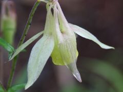 2012夏の花旅：（その１）入笠山