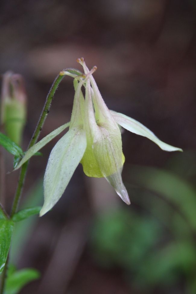 恒例となっている夏の花旅、今年は信州の入笠山と霧ヶ峰高原八島湿原へ出掛けました。<br />参加者は高校時代の仲間１７名（女性１０名、男性７名）、出だしからハプニングがありましたが、名幹事のＮ隊長のコース選定で、それぞれの体力に合わせた無理のない高原の散歩を楽しむことができました。<br />（今回が８回目だそうですが、私は最近の４回に参加しています。）<br /><br />７月２１日：（その１）入笠山<br />７月２２日：（その２）霧ヶ峰高原八島湿原<br /><br />（お願い）<br />花の名前は入笠山の散策ガイドブックを参考にしていますが、間違いがあれば教えて下さい。