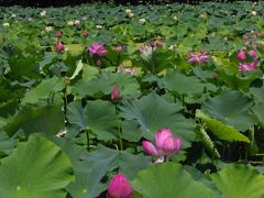 福井へドライブ　花蓮公園と水中花・梅花藻を愛でて優美な造りの大瀧神社へ