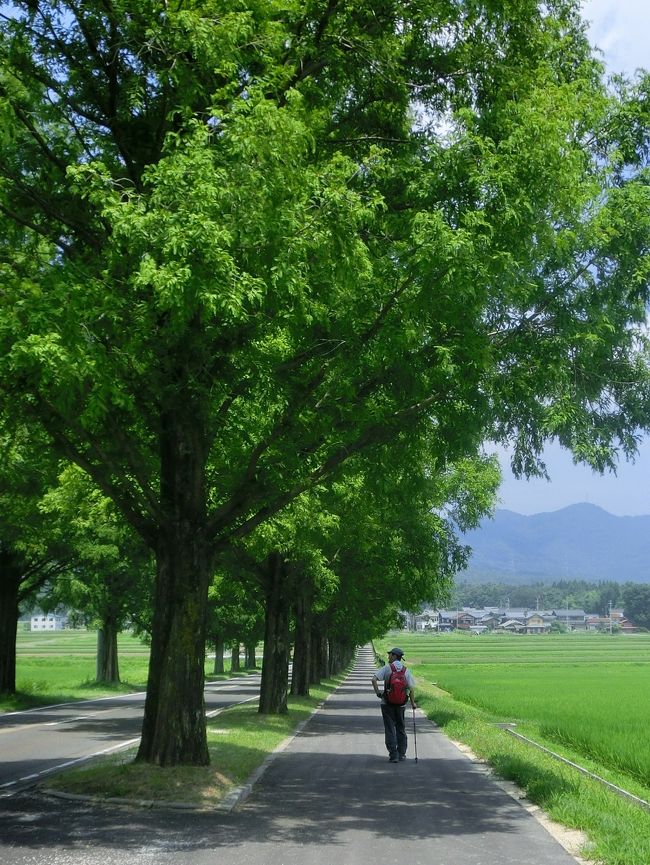 ご訪問をありがとうございます。<br />この日はふたりとも単発のお休み。<br />遠くて高い山には登りに行けないし、さりとて近い山は高度が低くて暑い。<br />どうしても登りたいからと思案した結果、朝早くから登り始めるなら低い山でも大丈夫だろうということで、滋賀福井県境の大谷山に登ることになりました。<br /><br />この日の彦根の最高気温は34℃。<br />最低気温は24℃。<br />風速3m､湿度54％。<br /><br />低い山はやっぱり暑かった。 (；´・`) <br />暑い夏は高い山に限ります。<br /><br /><br />大谷山<br /><br />標高813.9m<br />歩行距離　ざっと11.5km<br /><br /><br />2012年登山記録<br /><br />1/3大文字山<br />1/7綿向山<br />1/11朝熊ヶ岳<br />1/12経ヶ峰<br />2/4笹ヶ岳<br />3/3清水山<br />3/27蠑螺ヶ岳<br />4/17藤原岳<br />4/28西方ヶ岳・蠑螺ヶ岳<br />5/25北漢山<br />7/13大雪山旭岳 <br />7/26大谷山