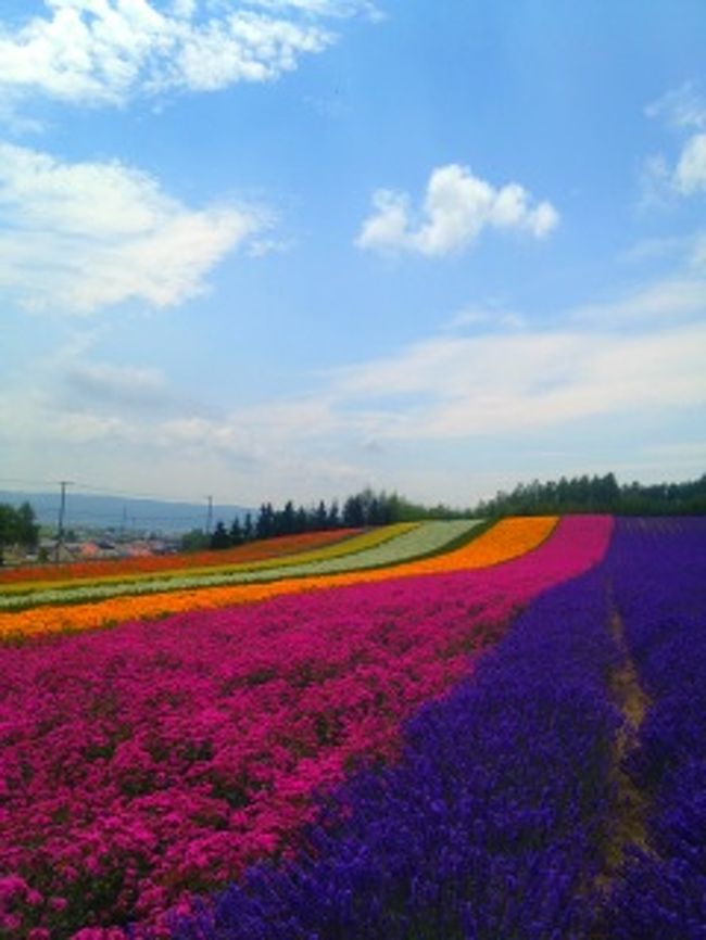 ラベンダーを見に北海道へ数年前行ったのに何も見れず帰ってきた忘れたい思い出。<br /><br />リベンジです♪<br /><br />今回は前回の教訓をいかして発着は旭川空港。<br />そして４トラで質問してそのアドバイスをもとに<br /><br />１日目＊旭山動物園→ぜるぶの丘→ケンとメリーの木→セブンスターの木→マイルドセブンの丘→お昼→四季彩の丘→かんのファーム→ジェットコースターの路→フラワーランドかみふらの→新富良野プリンス→ニングルテラス→夕飯<br /><br />２日目＊ファーム富田→五郎の家→麓郷展望台→富良野チーズ工房お昼→町営ラベンダー園→赤い屋根の家→新栄の丘→クリスマスツリーの木<br /><br />とこんな感じに周りました♪かなりの弾丸だけど全てに満足。<br />やっぱりレンタカー最高。<br />ラベンダーがちょうど見頃☆富良野といったらラベンダー。<br />１ヶ月近く早咲き遅咲きで見れるけどやっぱり見ごろじゃないと、ちょっと残念かも。早咲きはすでに終わりな感じなんでスカスカしてました。<br /><br />２日目です