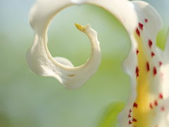 京都府立植物園 2012 盛夏