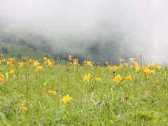 2012夏の花旅：（その２）霧ヶ峰高原八島湿原