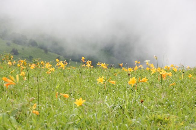 恒例となっている夏の花旅、今年は信州の入笠山と霧ヶ峰高原八島湿原へ出掛けました。<br />参加者は高校時代の仲間１７名（女性１０名、男性７名）、出だしからハプニングがありましたが、名幹事のＮ隊長のコース選定で、それぞれの体力に合わせた無理のない高原の散歩を楽しむことができました。<br />（今回が８回目ですが、私は最近の４回に参加しています。）<br /><br />７月２１日：（その１）入笠山<br />７月２２日：（その２）霧ヶ峰高原八島湿原<br /><br />（お願い）<br />花の名前が間違っていたら教えて下さい。 <br />