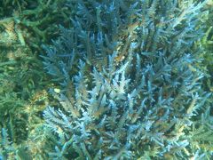 ～青い珊瑚礁～　宮古島<2>