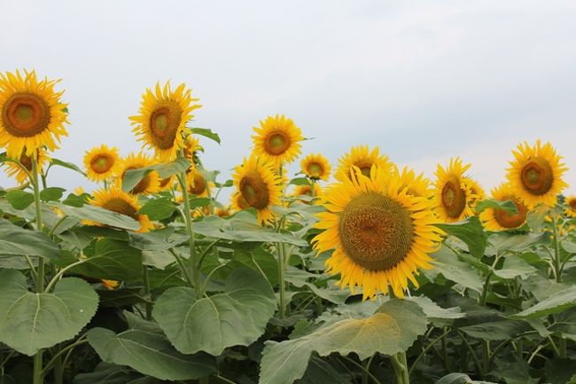 夫が平日に夏休みを取得したので、そういえば、昨年津南のひまわりを見てなかったな・・・と<br />行ってみることに。<br />片道２時間半ほどかかり、ちょっと遠かったですが。。。<br /><br />ひまわりを見た後、車で５分ほどのところに竜ヶ窪の池と竜ヶ窪温泉があるということなので<br />ついでに行ってみることに。<br /><br />こちらは、こんこんと水が湧き出て、温度差によりもやがかかっていて幻想的な雰囲気でした。