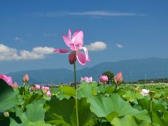 群生する「蓮」、夏の花を撮りに車は北へ in Siga