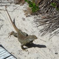 カリブあたりで一番行きたかった　Turks and Caicos Islands