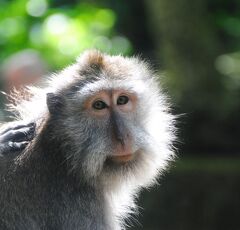 Indonesia バリ　ロングステイの下見旅(7/11)　　ウブド　　モンキーフォレスト