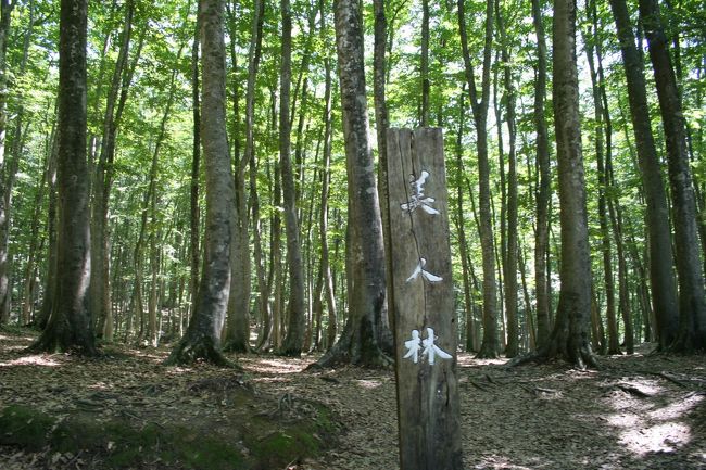 長岡へは「長岡まつり」の花火を見る為にやってきた！<br />昨年は残念ながら仕事が忙しくて時間が取れなかったので今年こそはと念願の花火大会です。<br />せっかく新潟まで来たのだから前から「ひょんひょんさん」の旅行記でみて行きたいリストに入れていた美人林も合わせて行く事にしました。