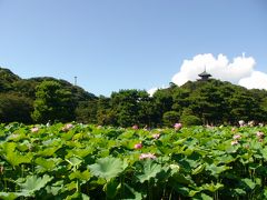 2歳児と三溪園の早朝観蓮会へ