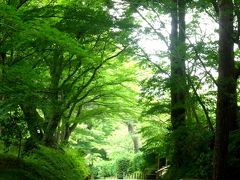 奥の細道を訪ねて第10回10中尊寺⑦杉並木の”月見坂”の景観