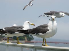 20120604-2 松島 遊覧船にも乗ってみたり