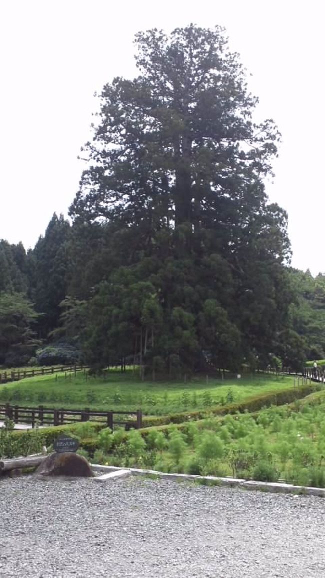 3世代で岳温泉に一泊旅行をしてきました。目的は、温泉に入り、仕事のリフレッシュと父・母の気分転換です。<br />息子の愛車（笑）に私と妻。父・母は別の車でそれぞれ別れて、白河インターから高速を使い、磐梯若松でインターを下り、母成ラインを通り道の駅つちゆを経由して岳温泉に行きました。（岳温泉では、あだたら高原スキー場のロープウェー・森の工房を見学、お昼は空の庭の洋食）次の日は、折角なので二本松の杉沢の大杉をみて帰宅しました。道に迷ったりして2日間で300?のドライブでした。