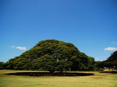 15年ぶりのハワイ2012 (6)２日目AM　レンタカーで日立の木→ドールプランテーション　 