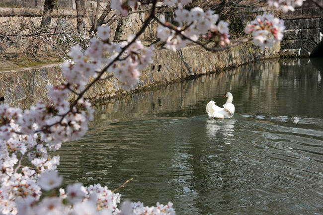 高松の玉藻公園、栗林公園と綺麗に咲いていた桜に満足したら再びマリンライナーに乗って瀬戸大橋を今度は岡山に向かって戻ります。岡山にも桜の名所はいくつもありますが今回選んだのは倉敷美観地区。桜の名所としてはあまり有名ではないものの美観地区内に何本か咲いているとのことだったので、行ってみることにしたのでした。