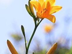 夏の家族旅行2012－信州蓼科への旅・その②　爽やかな初夏の美ヶ原高原を彩るニッコウキスゲ 編ー