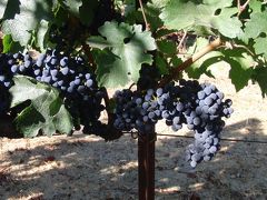 ナパ、ソノマ、サンノゼ旅行のお土産あれこれ