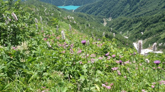 お花を見に白山に岐阜県側の白水湖登山口から登りましたが、例年と比べるとマツムシソウ、ハクサンコザクラ、カライトソウ<br />ヨツバシオガマ等等のお花が少なく、クロユリだけはしっかりありました。室堂から御前峰の間にはクルマユリ、イワギキョウの群生があり、また山頂からの展望も素晴らしく目の保養になりました。