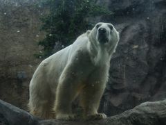 20120712 旭川 男山酒造 → 旭山動物園 → 高砂酒造 → 大雪地ビール館 → 梅光軒