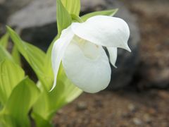 20120718 礼文島 高山植物園に寄ってから、稚内に戻ります