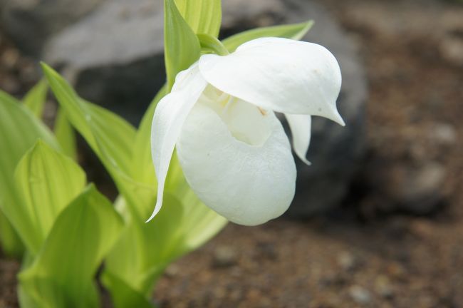 20120718 礼文島 高山植物園に寄ってから、稚内に戻ります