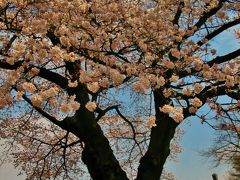 新宿御苑の桜　サクラの園は今満開に　☆65品種もが続々開花し