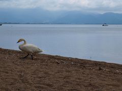 白鳥の飛来する猪苗代湖/福島・会津若松